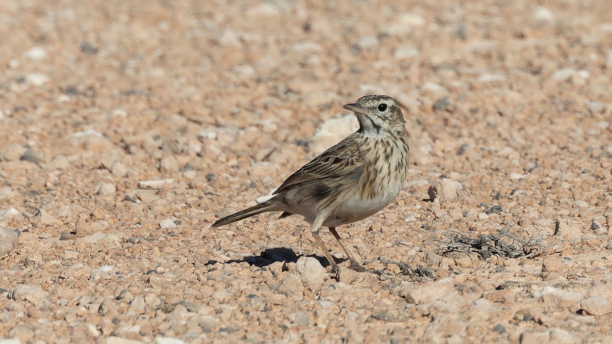 Australian Pipit - ML638262503
