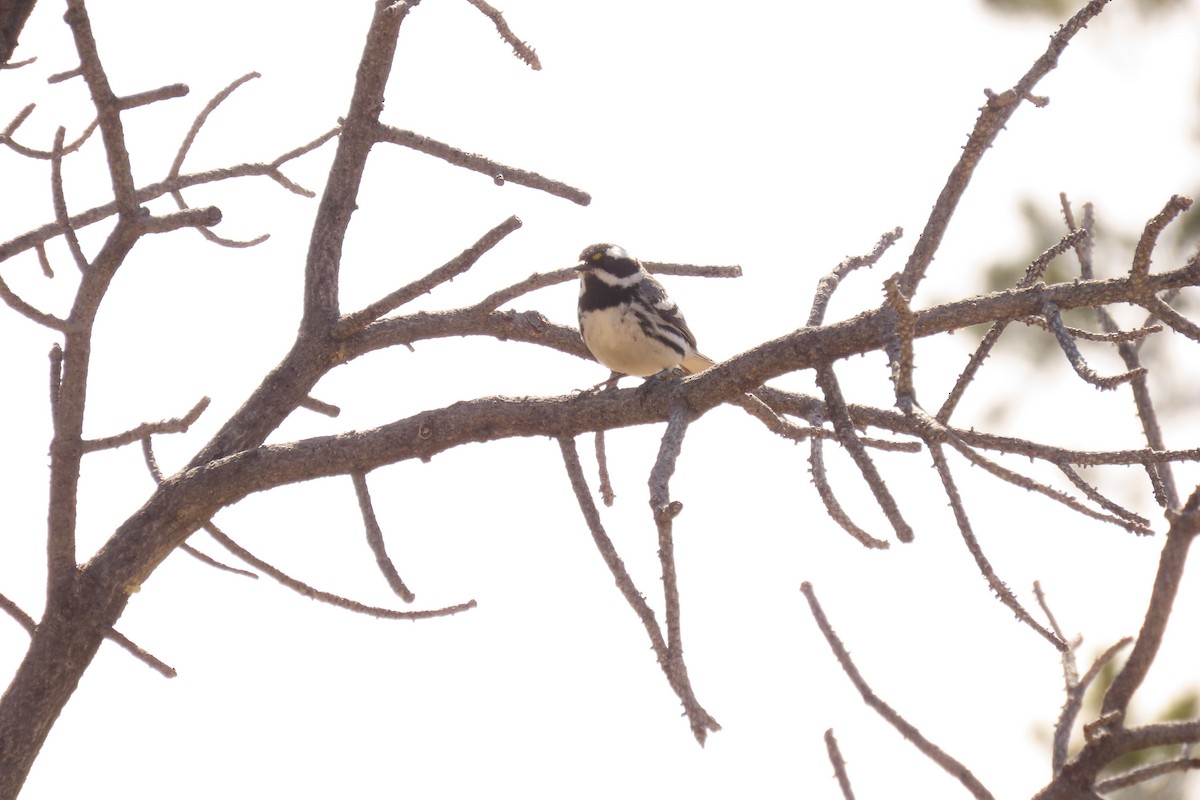 Black-throated Gray Warbler - ML638262518