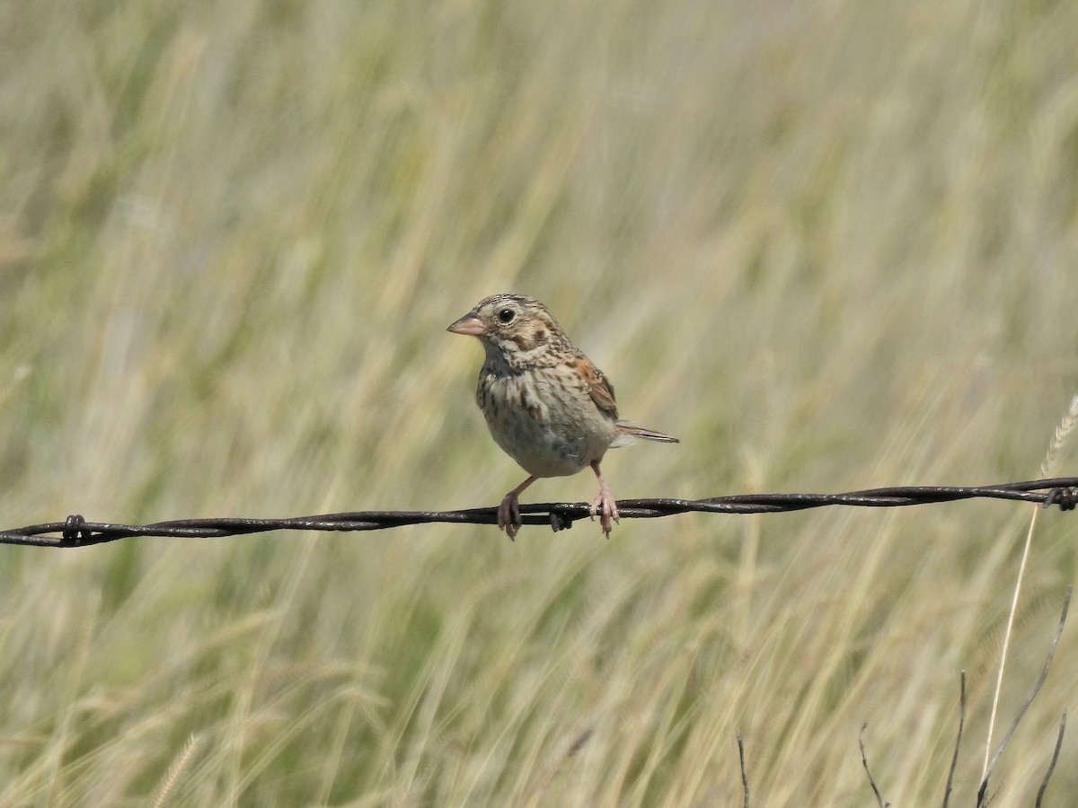 Baird's Sparrow - ML638262529