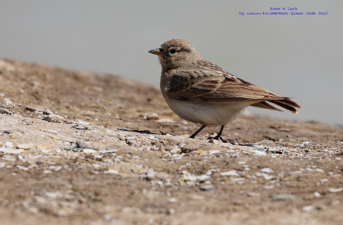 Hume's Lark - ML638262574