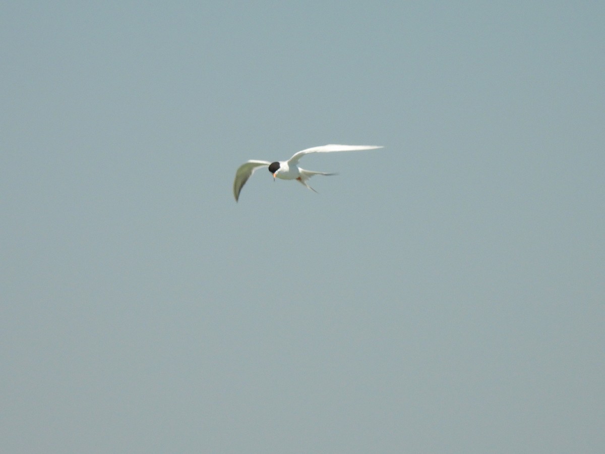 Forster's Tern - ML638262583