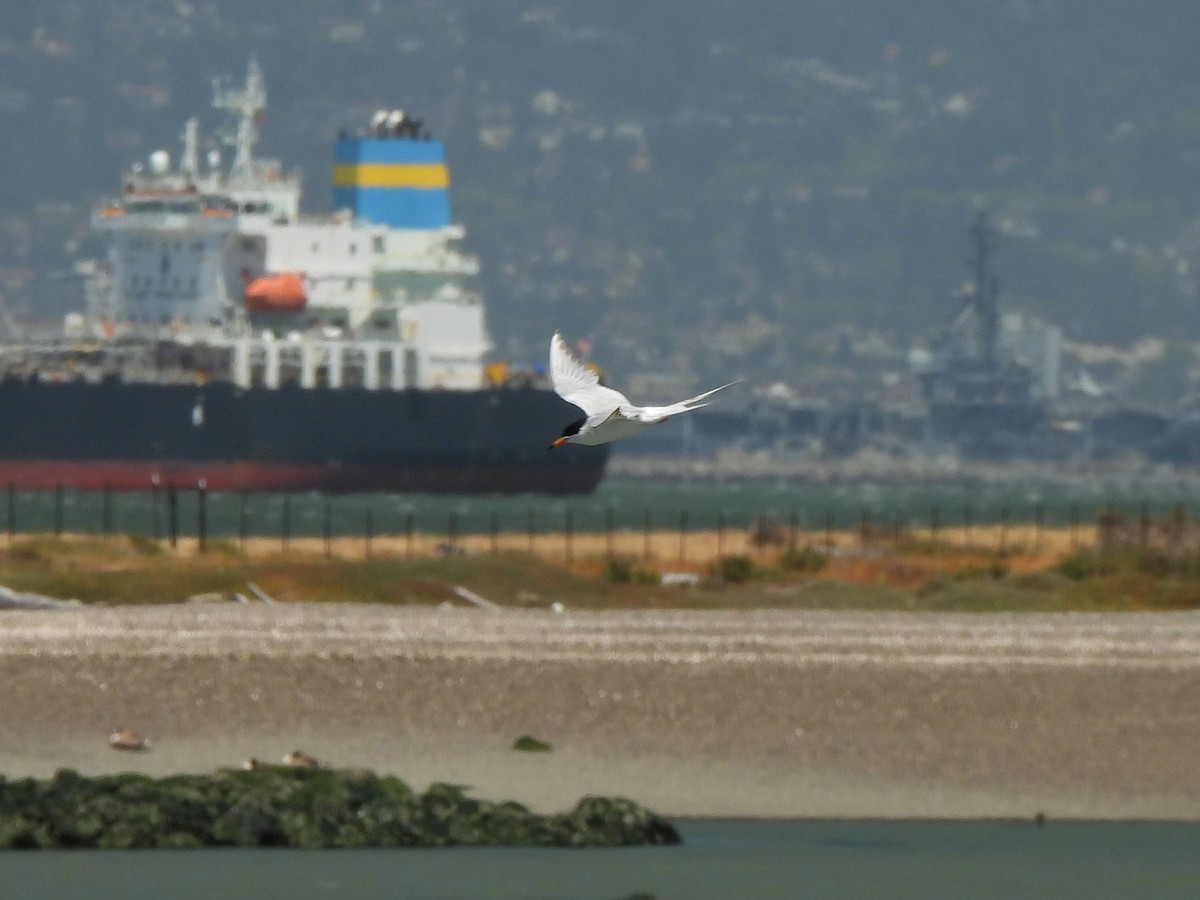 Forster's Tern - ML638262585