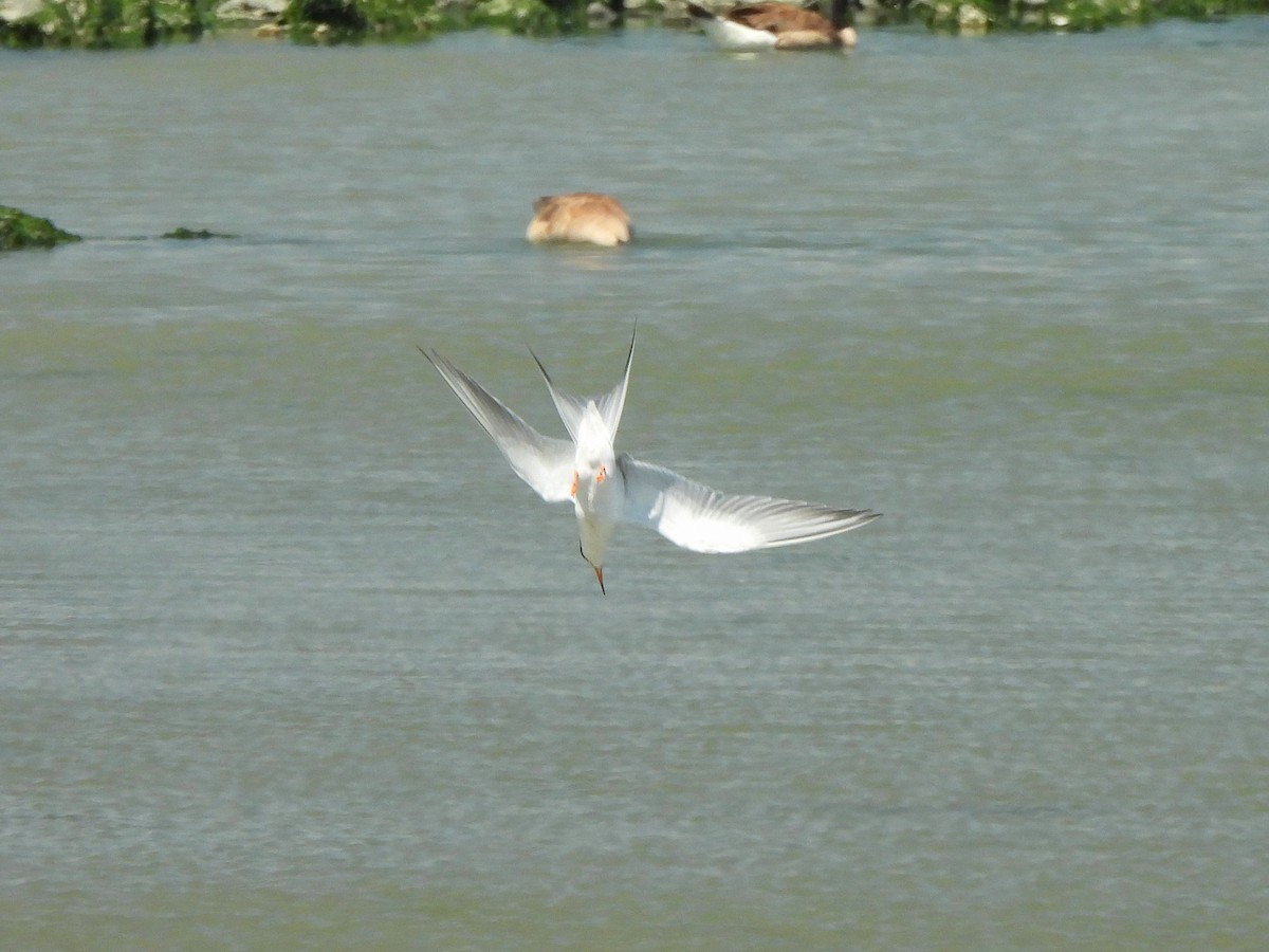 Forster's Tern - ML638262586