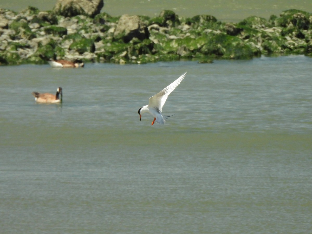 Forster's Tern - ML638262588