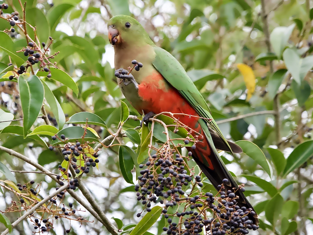 Australian King-Parrot - ML638262589