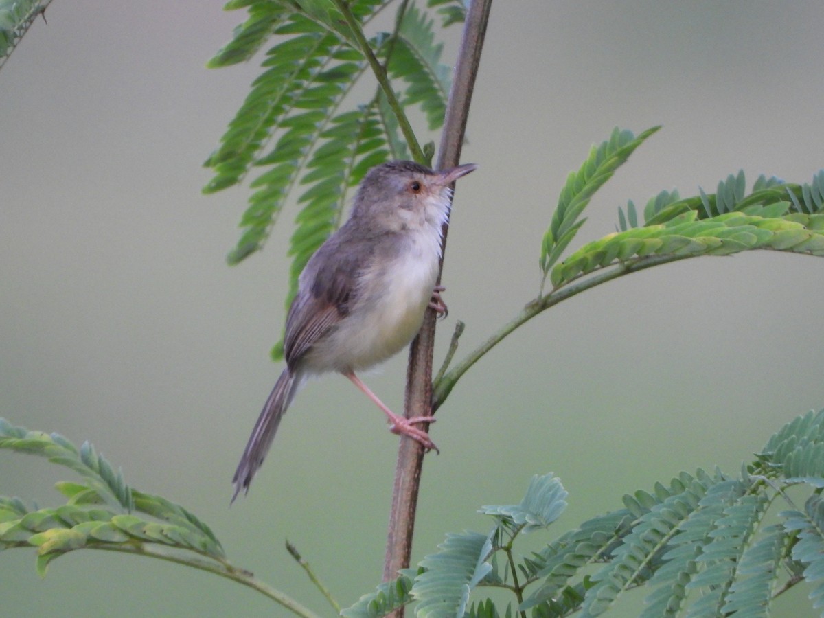 Plain Prinia - ML638262590