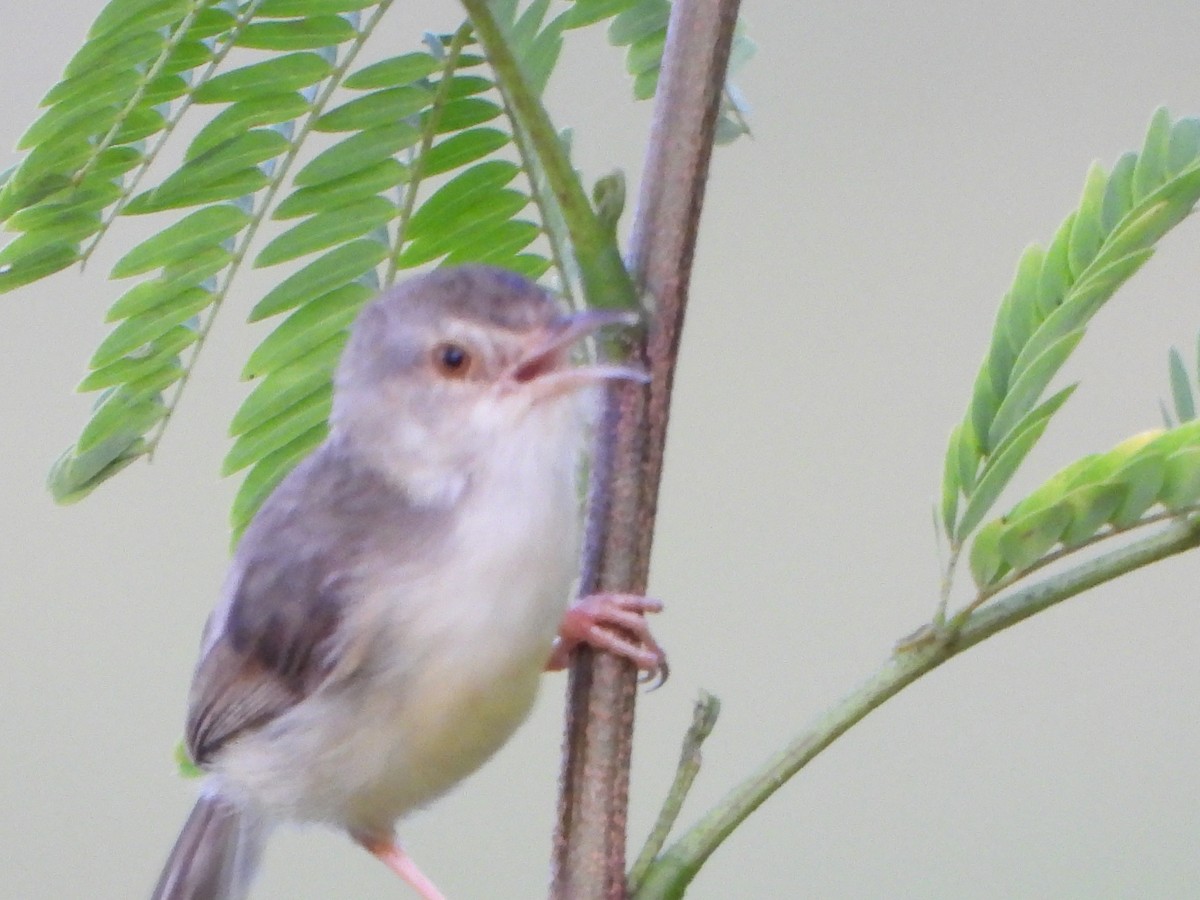 Plain Prinia - ML638262592