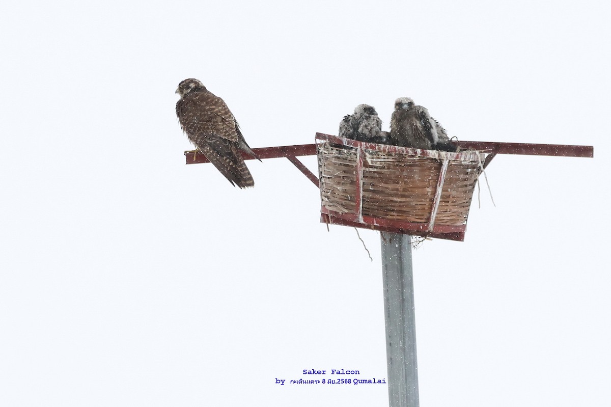 Saker Falcon - ML638262593