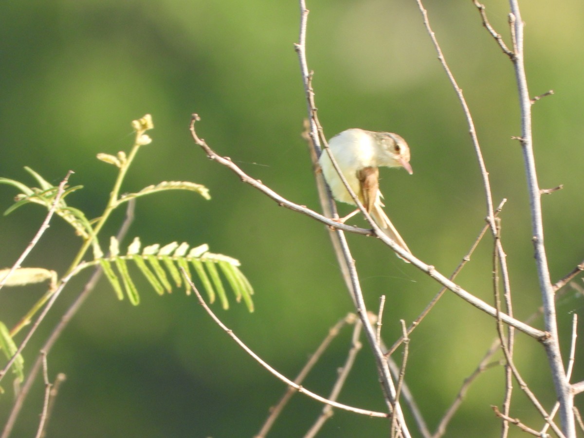 Plain Prinia - ML638262594