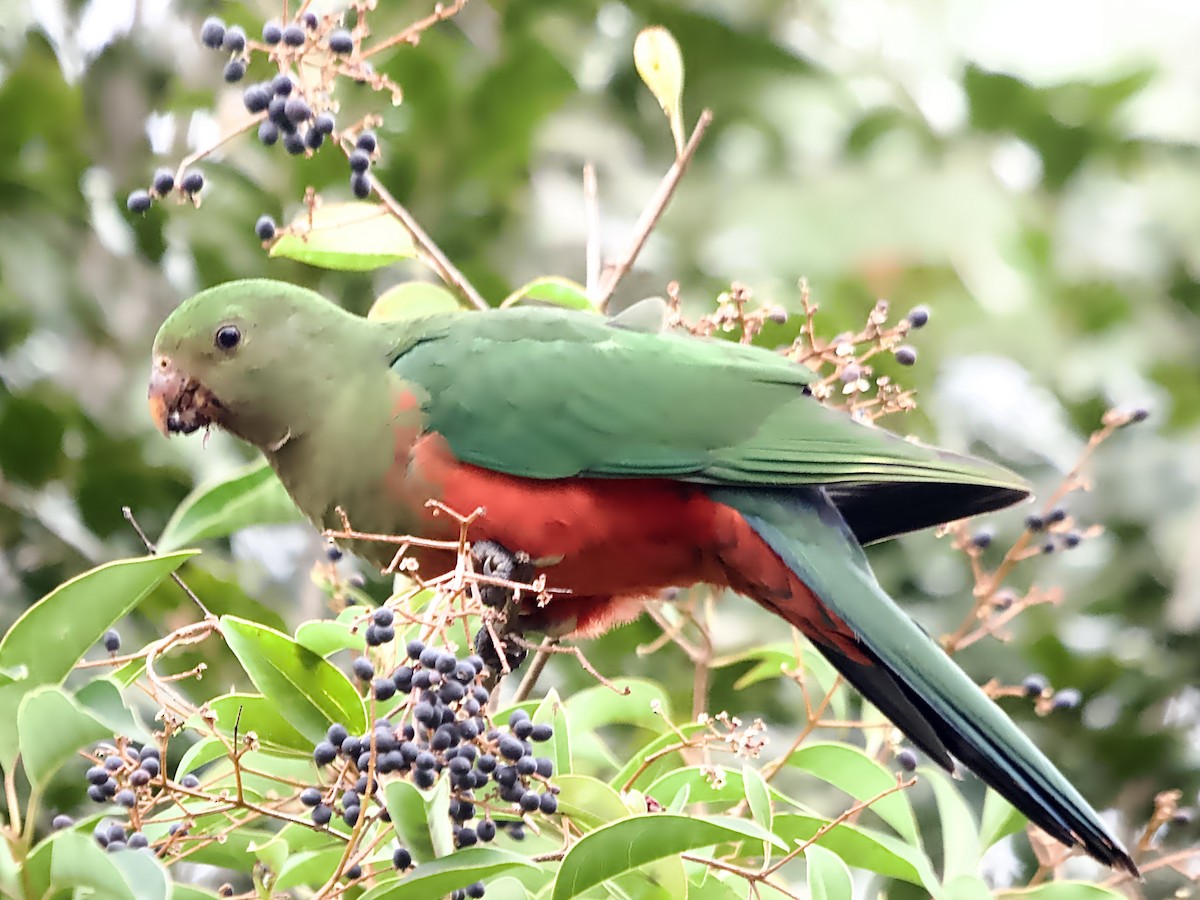 Australian King-Parrot - ML638262596