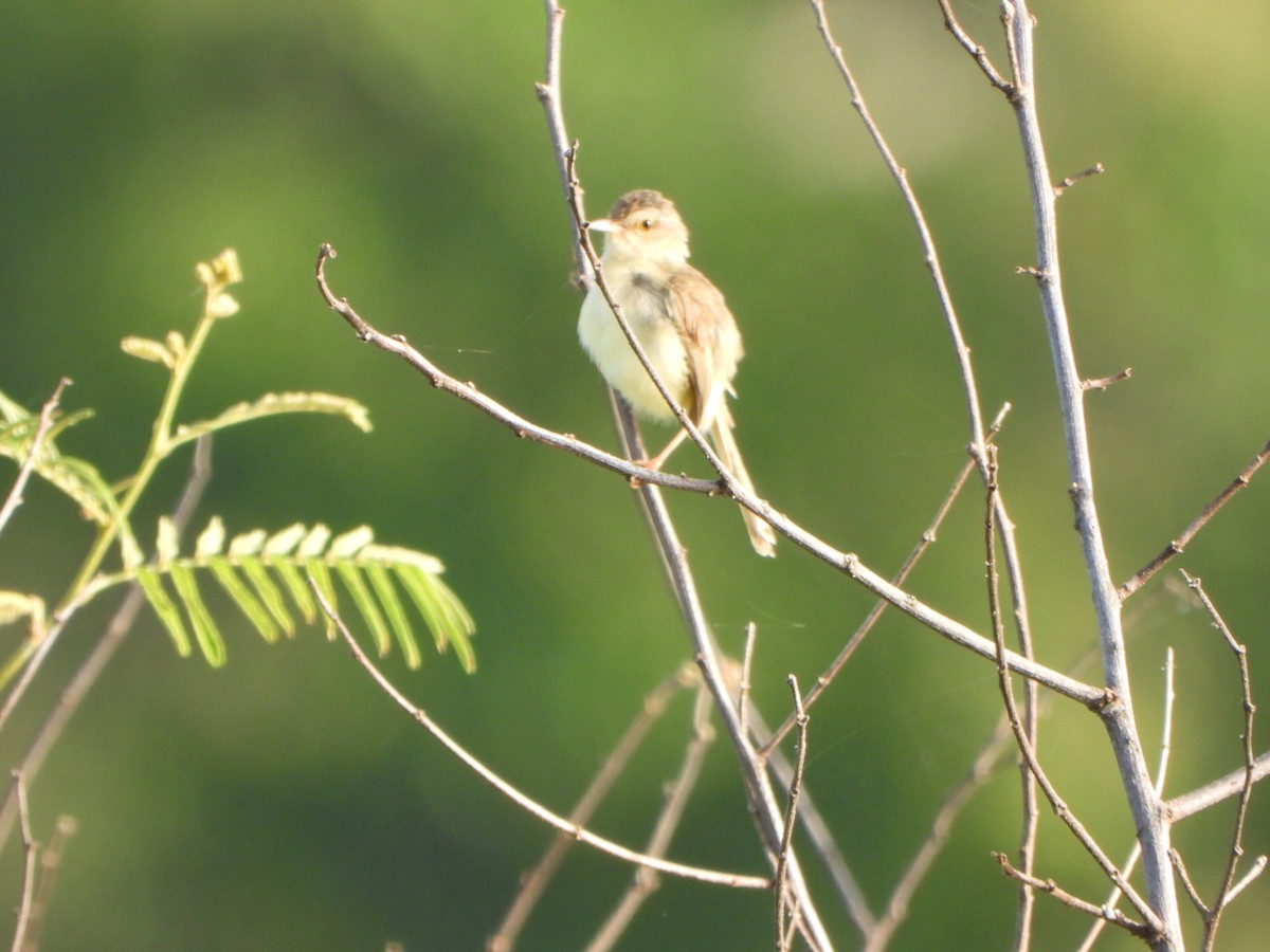 Plain Prinia - ML638262598