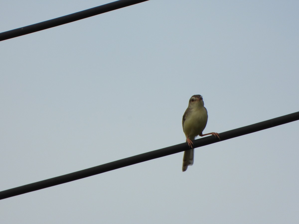 Plain Prinia - ML638262600