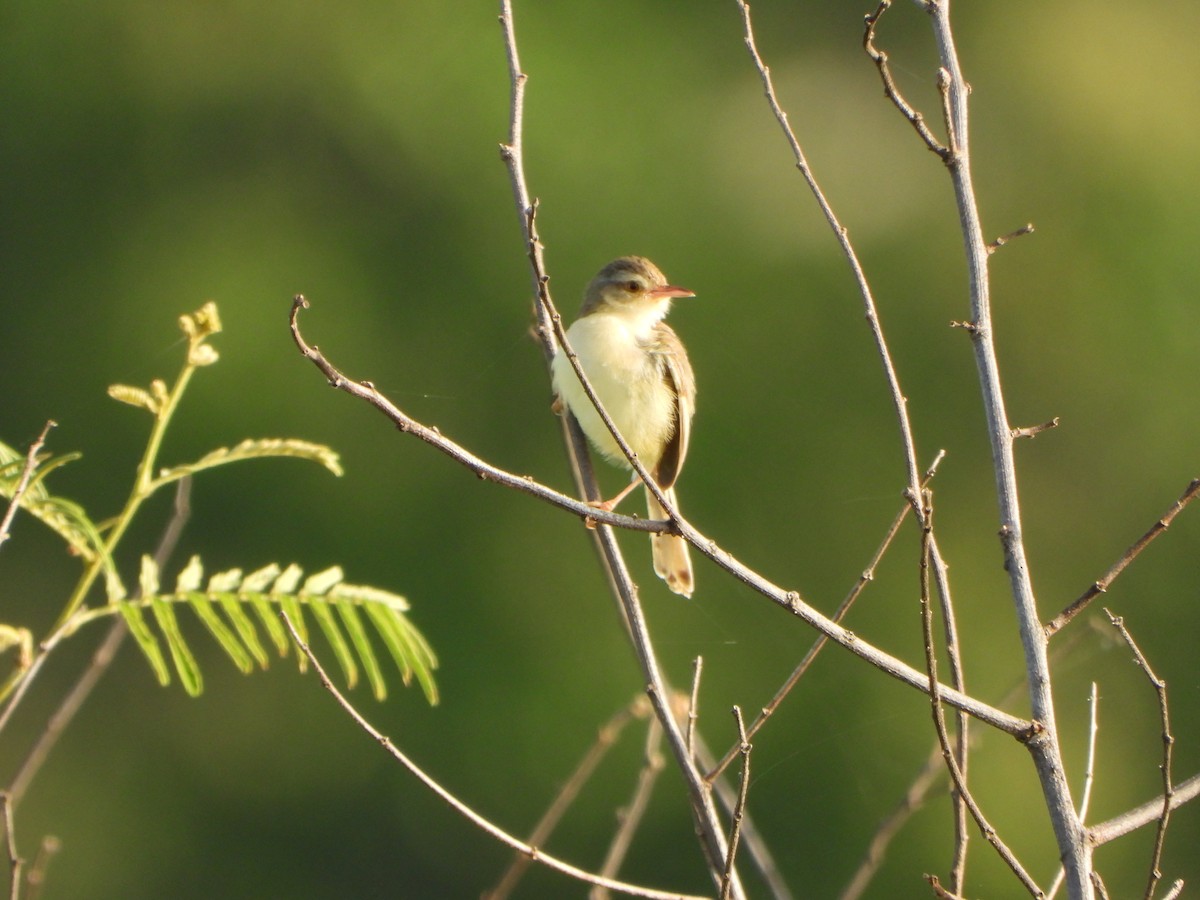 Plain Prinia - ML638262603