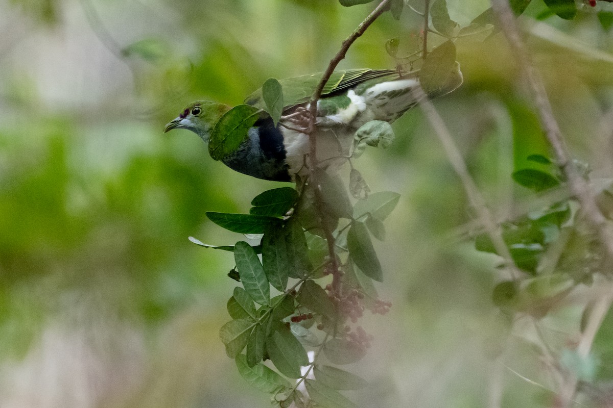 Superb Fruit-Dove - ML638262605