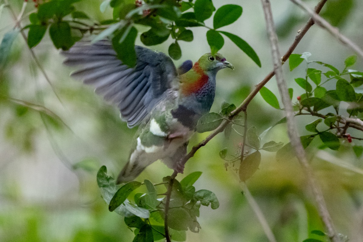 Superb Fruit-Dove - ML638262607