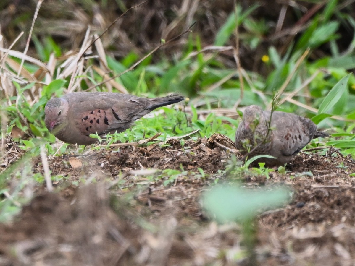 Common Ground Dove - ML638262621