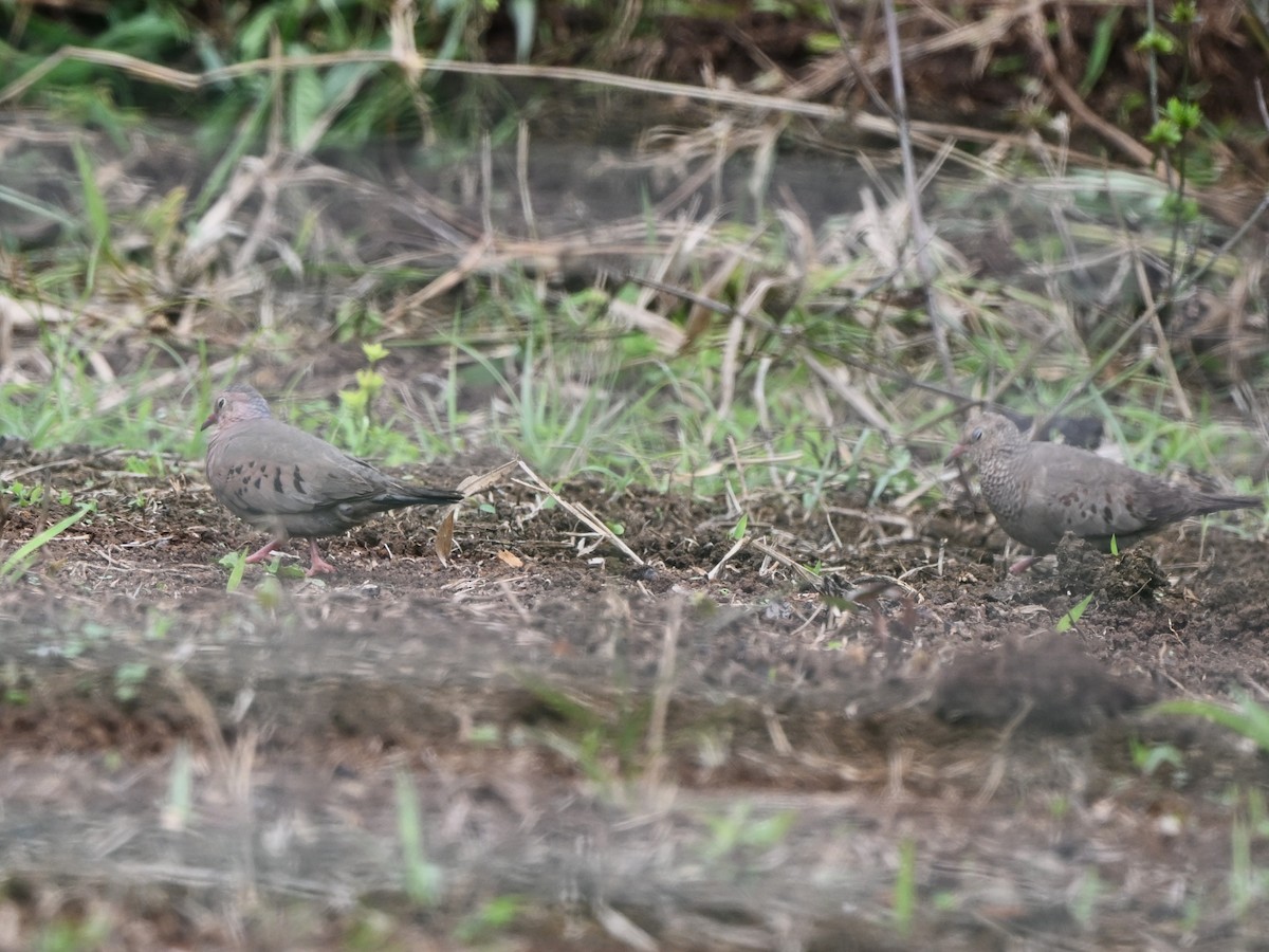 Common Ground Dove - ML638262623
