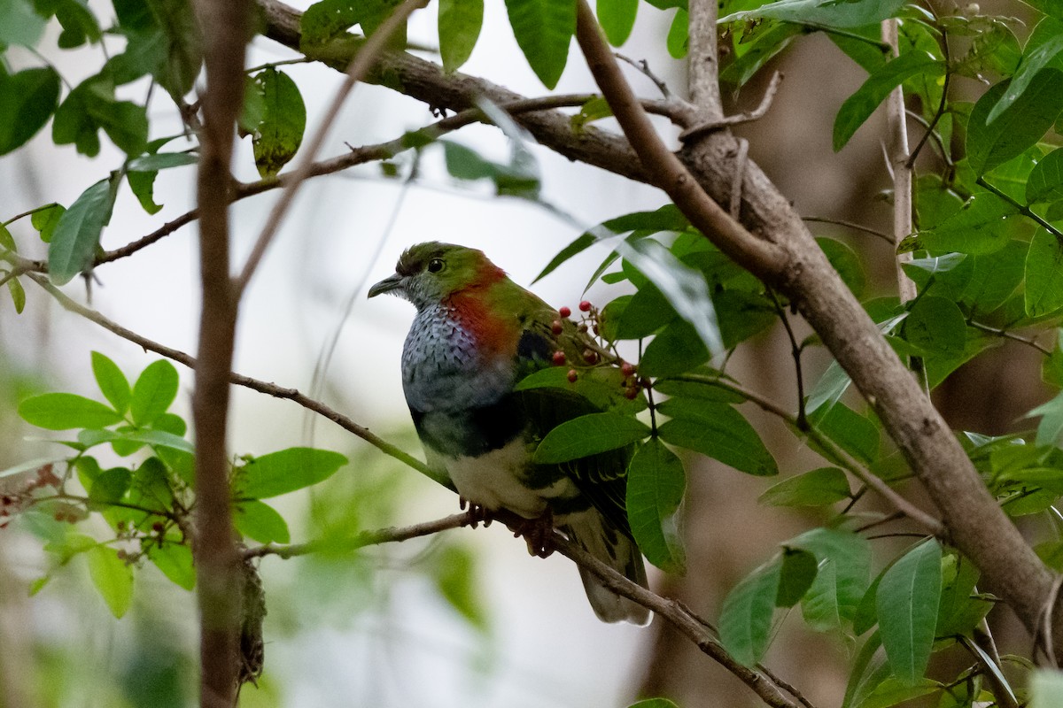 Superb Fruit-Dove - ML638262628