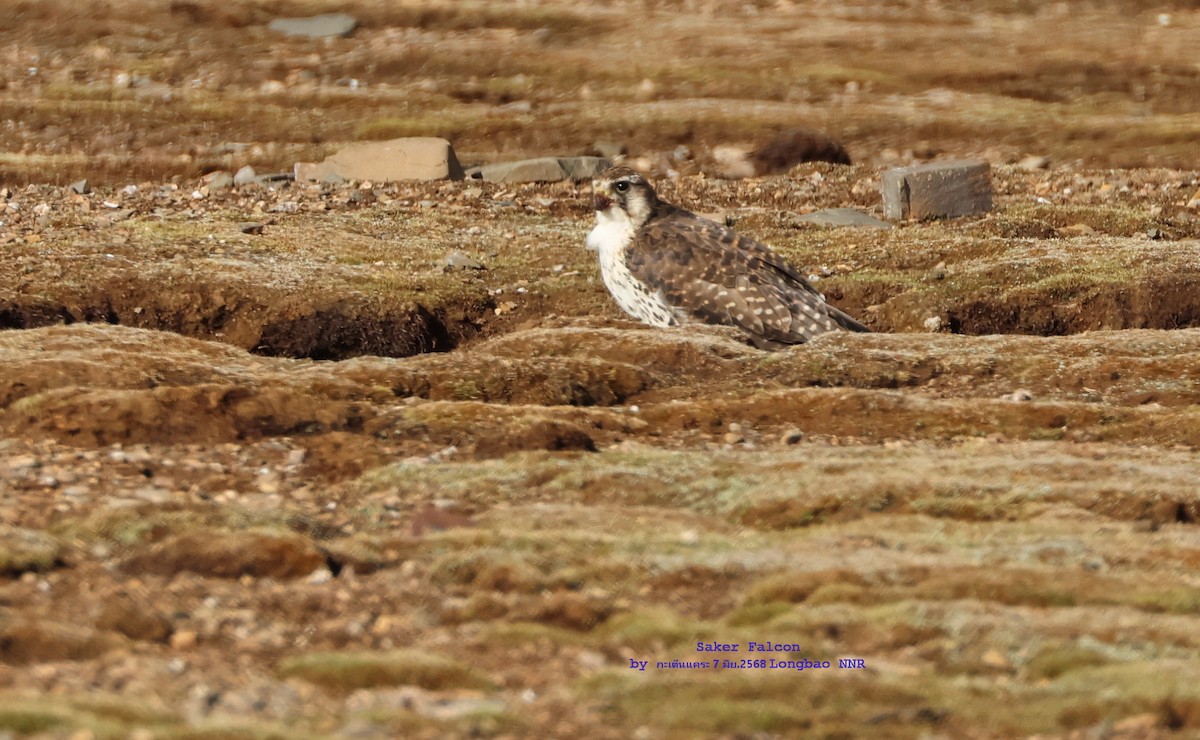 Saker Falcon - ML638262631