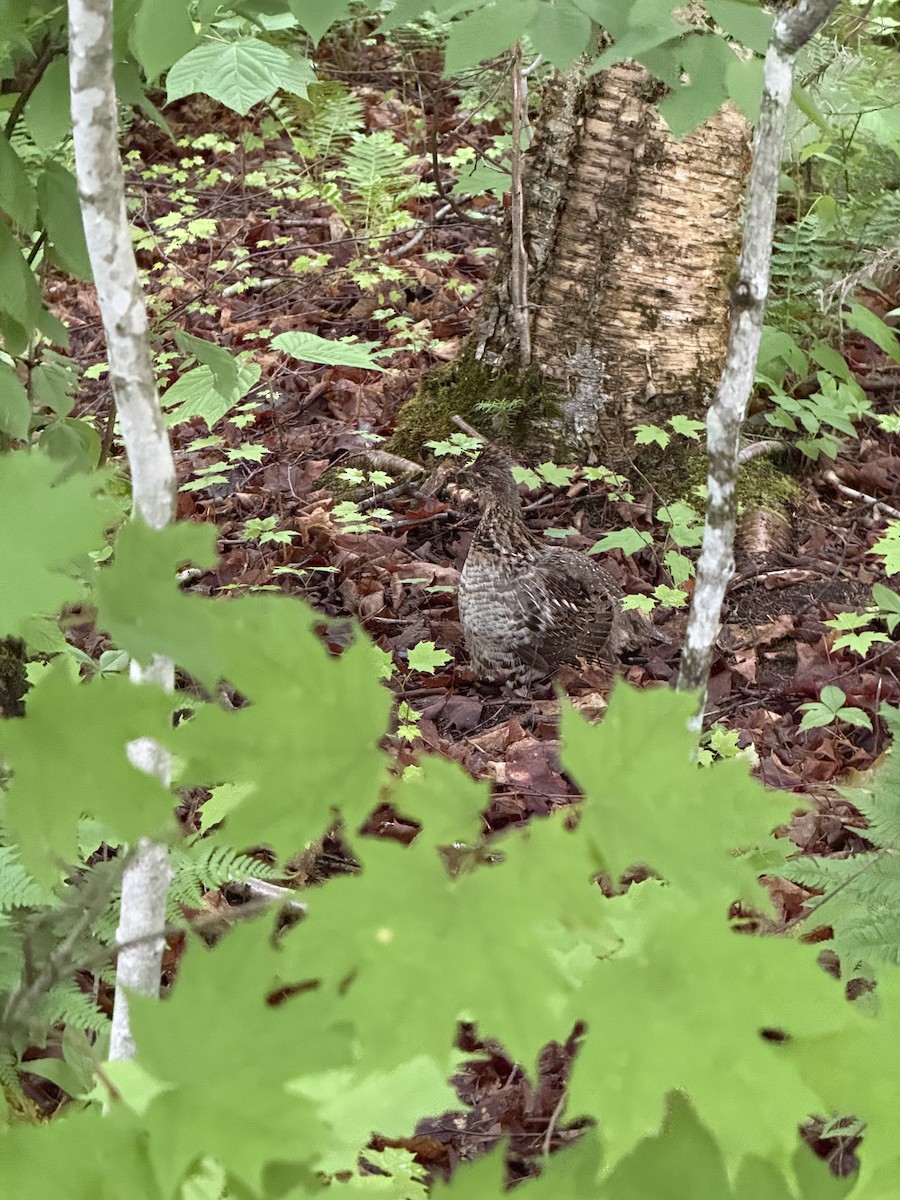 Ruffed Grouse - ML638262633