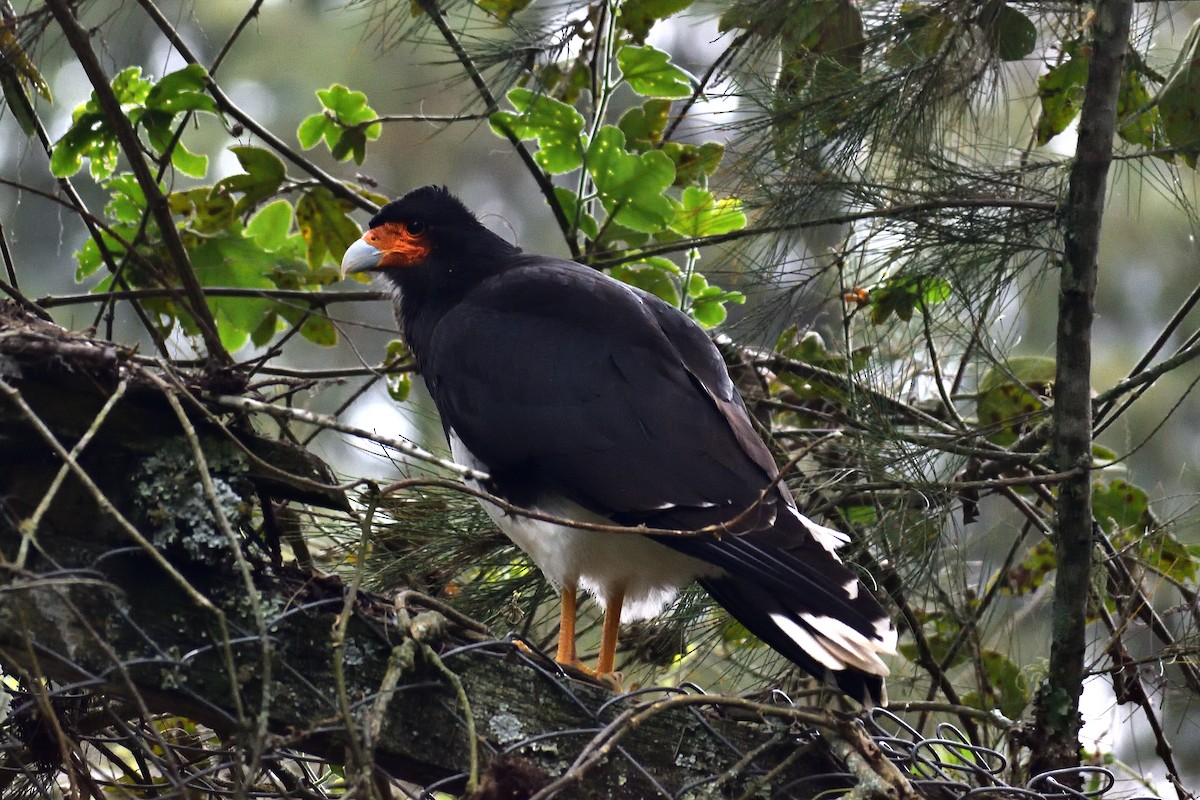 Mountain Caracara - ML638262656