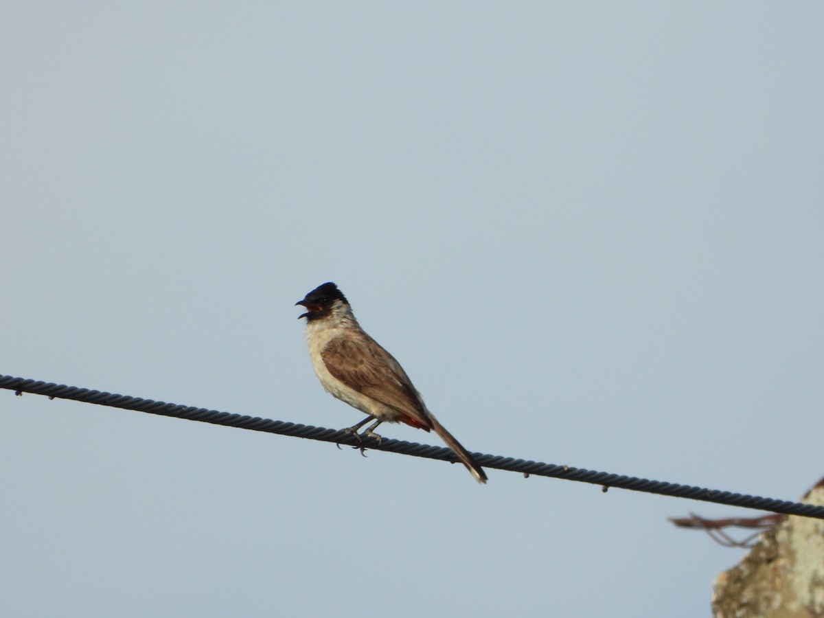 Sooty-headed Bulbul - ML638262657
