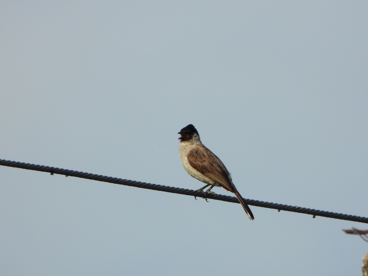 Sooty-headed Bulbul - ML638262667