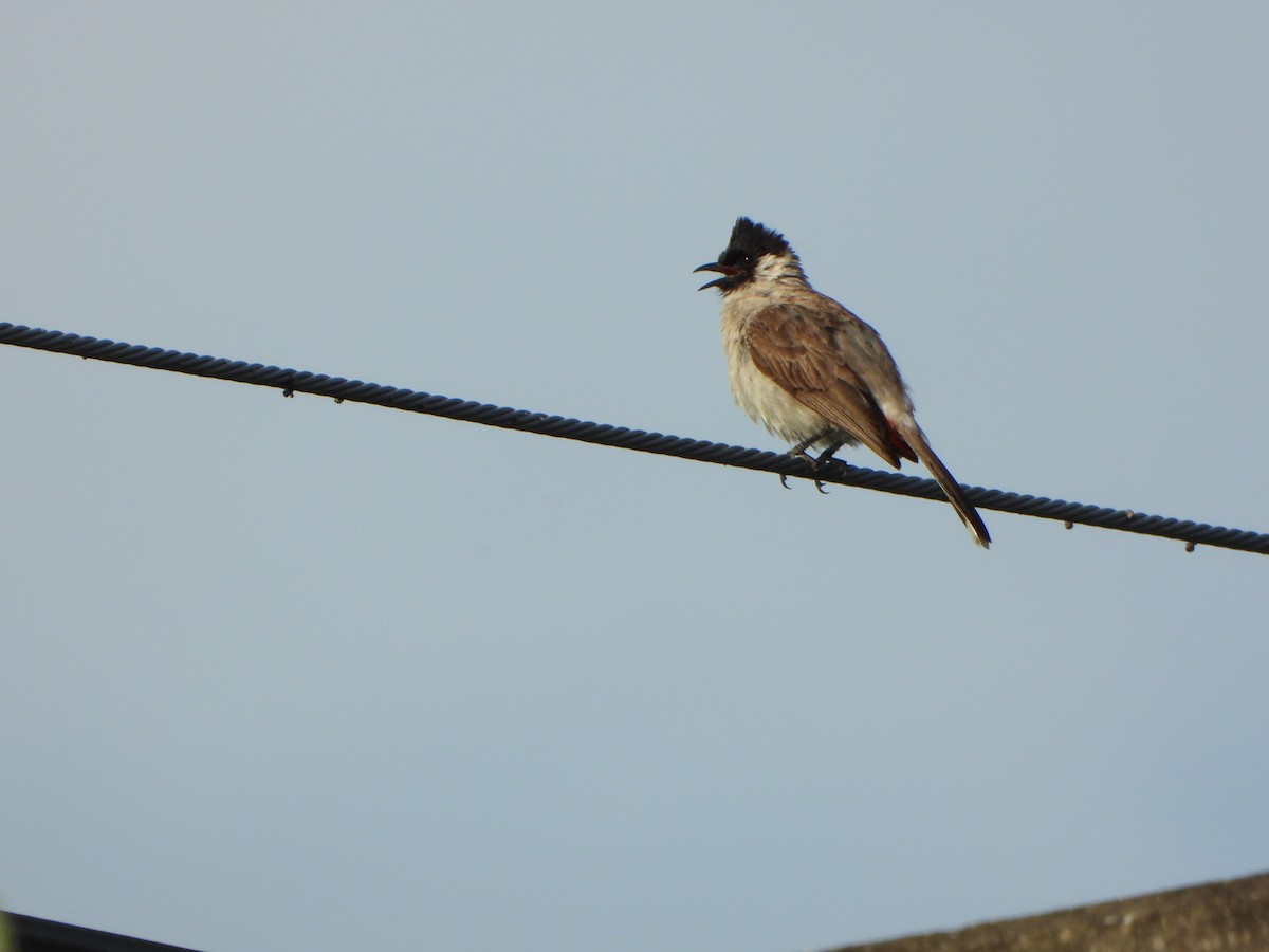 Sooty-headed Bulbul - ML638262672