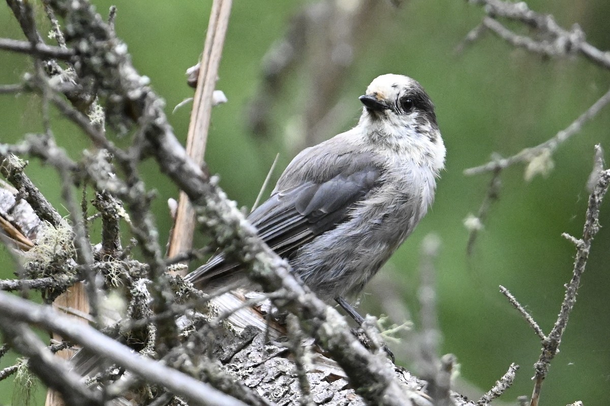 Canada Jay - ML638262680