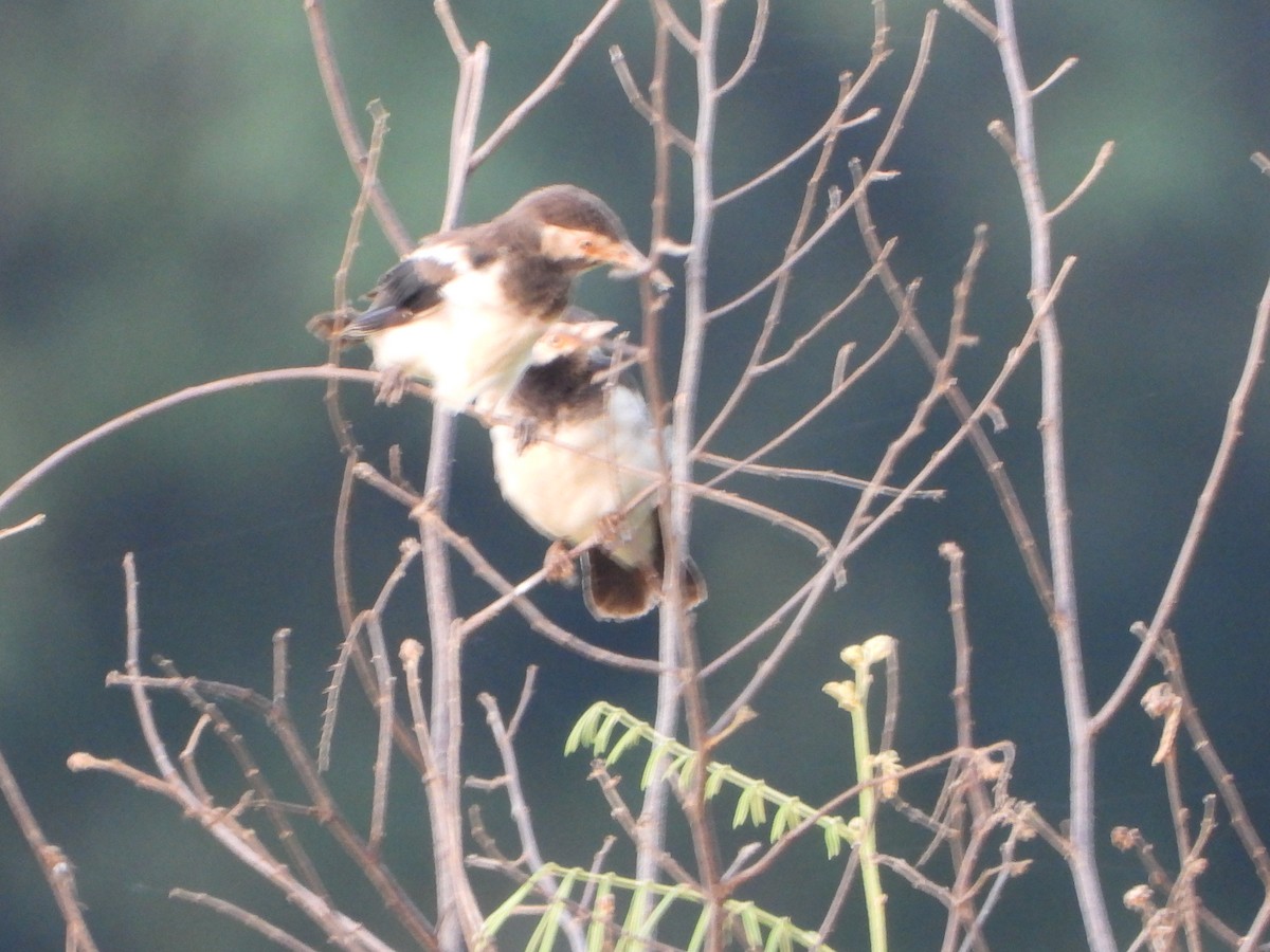 Siamese Pied Starling - ML638262695