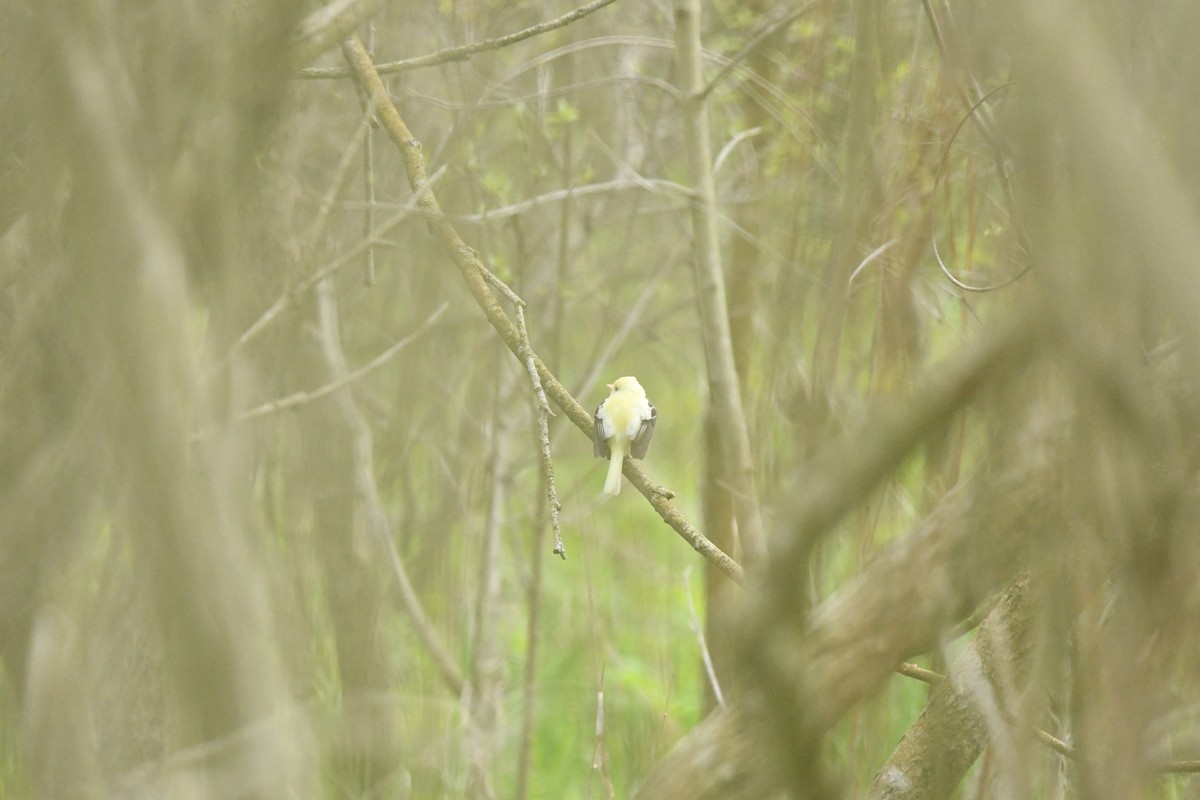 Least Flycatcher - ML638262699