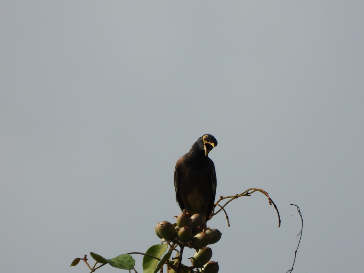 Common Myna - ML638262704
