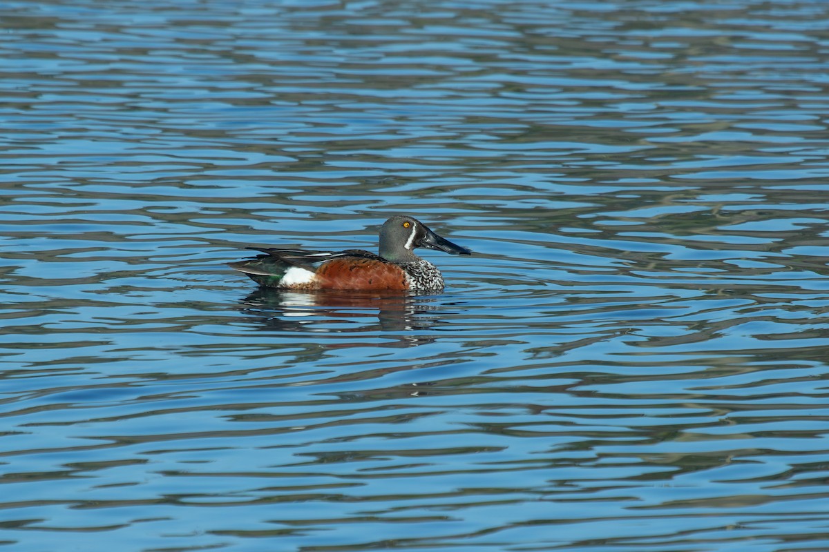Australasian Shoveler - ML638262711