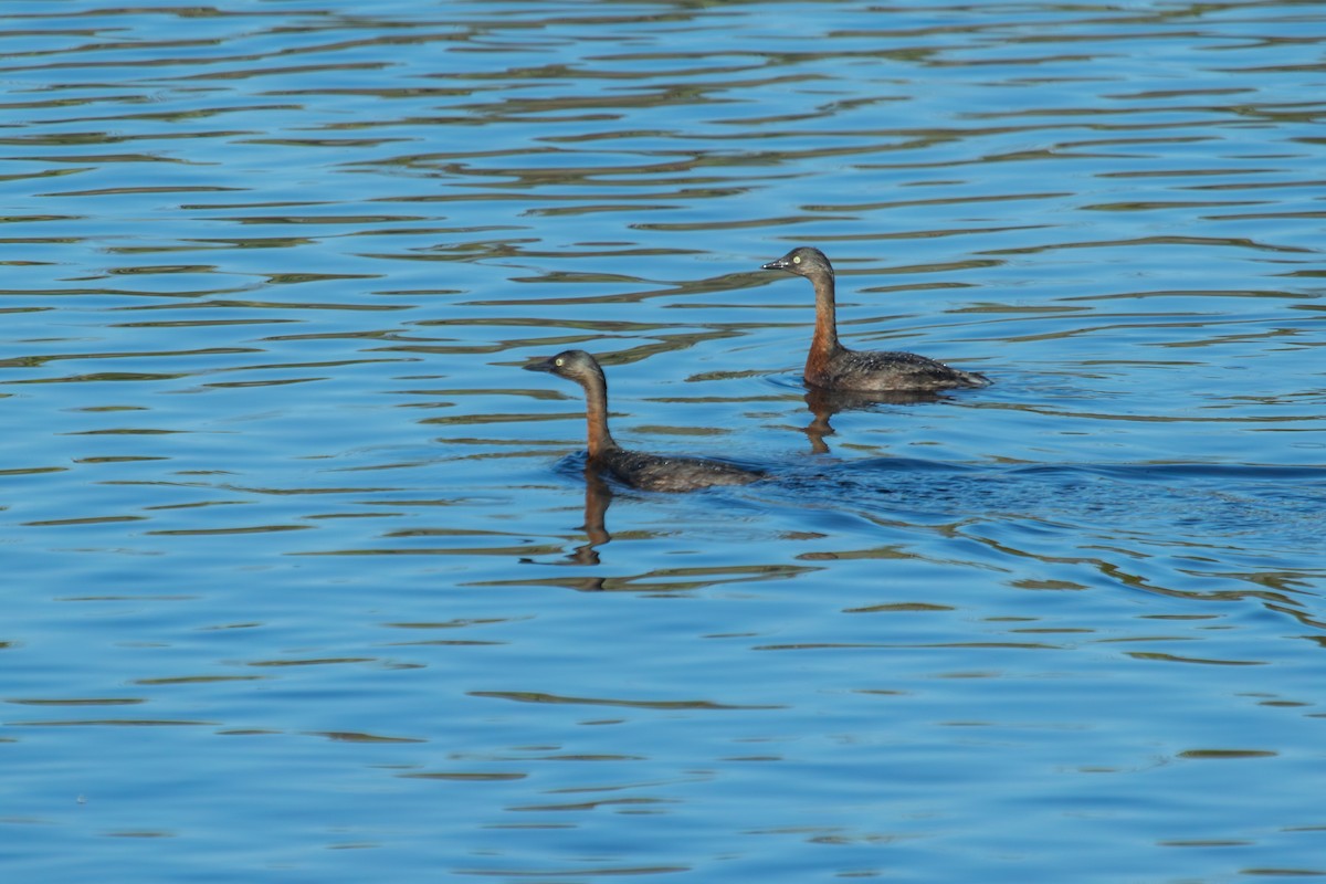 New Zealand Grebe - ML638262717