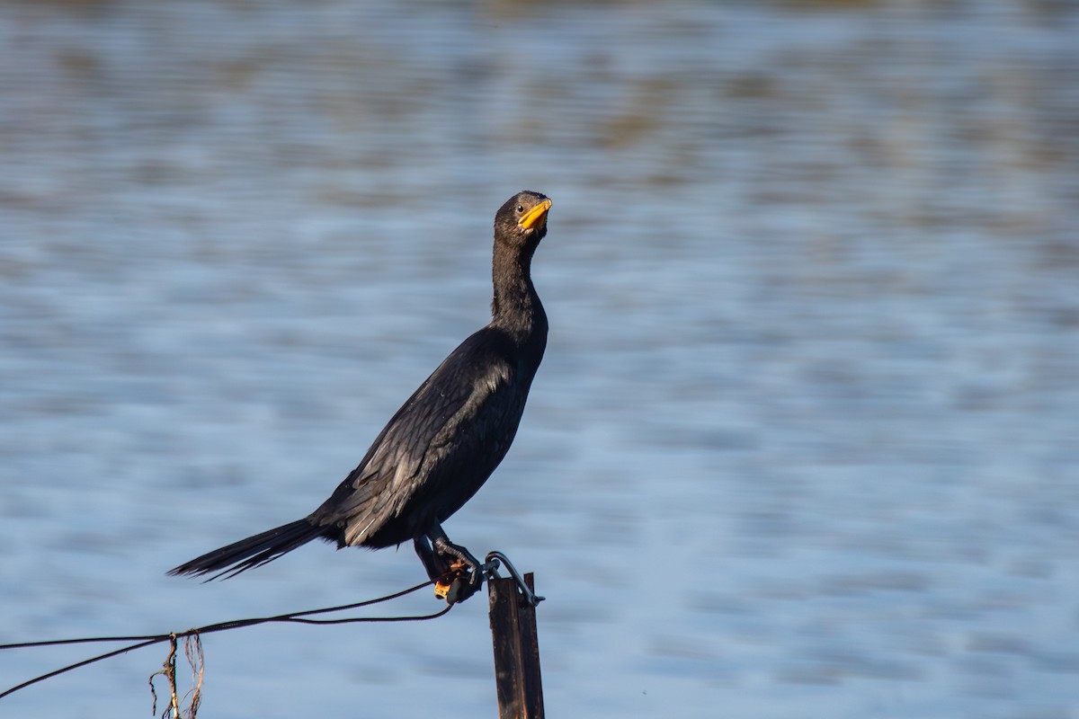 Little Pied Cormorant - ML638262730