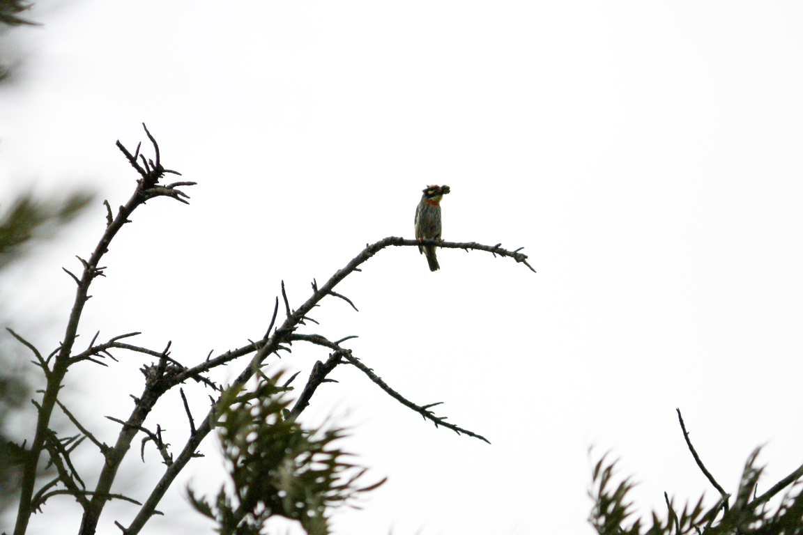 Coppersmith Barbet - ML638262731