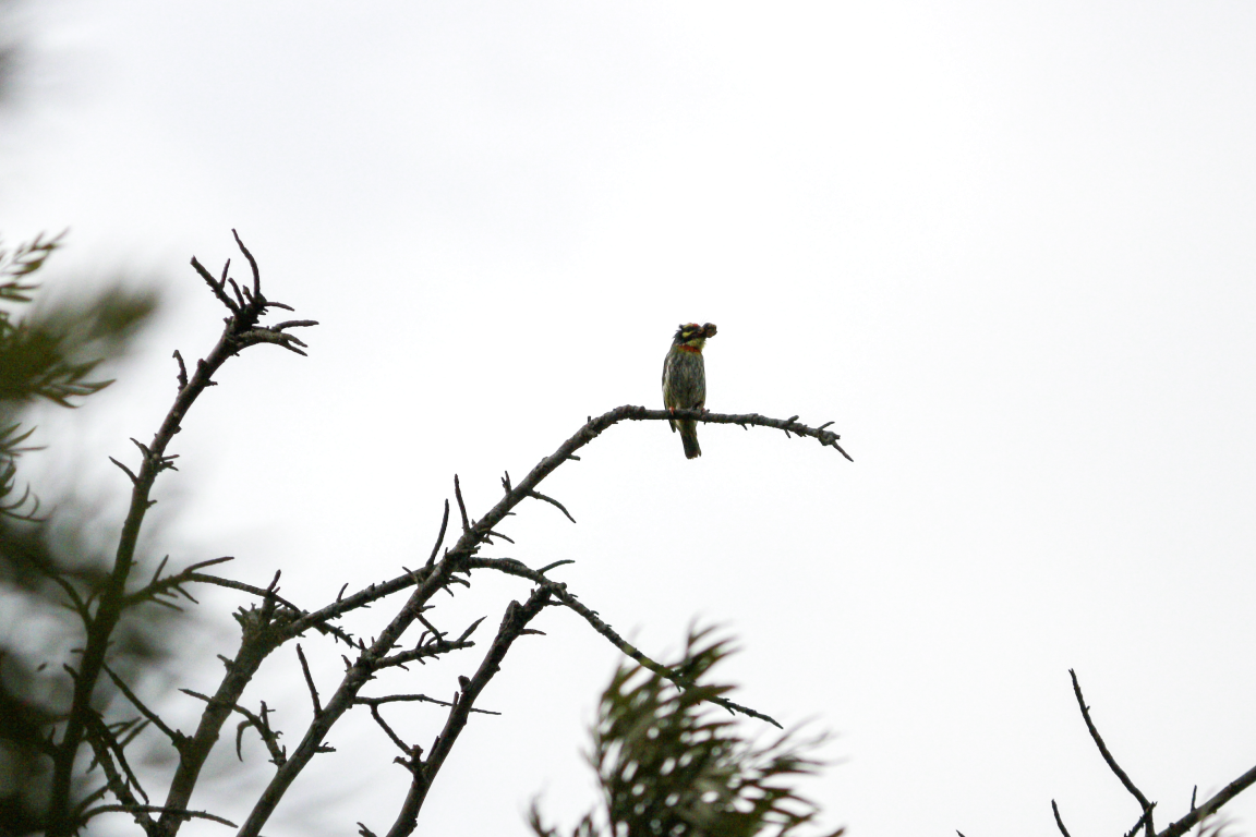 Coppersmith Barbet - ML638262733