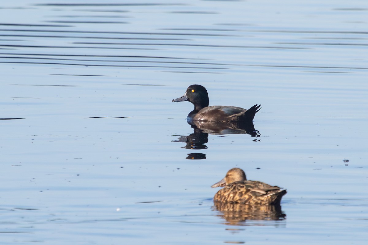 New Zealand Scaup - ML638262743
