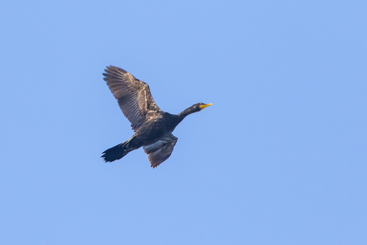 Little Pied Cormorant - ML638262745
