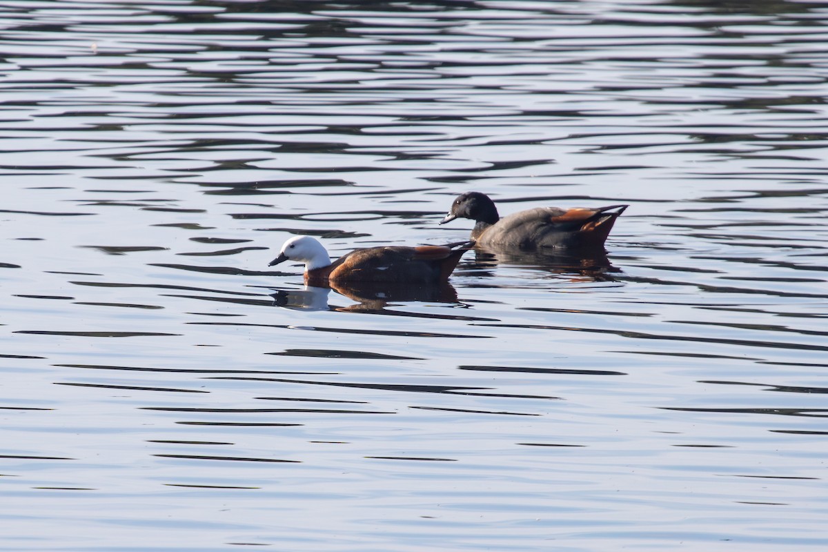 Paradise Shelduck - ML638262751
