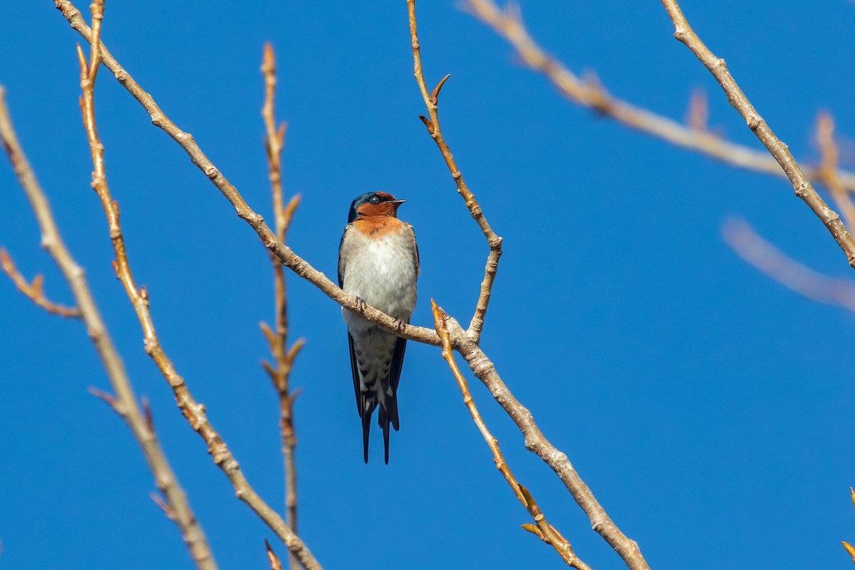 Welcome Swallow - ML638262755