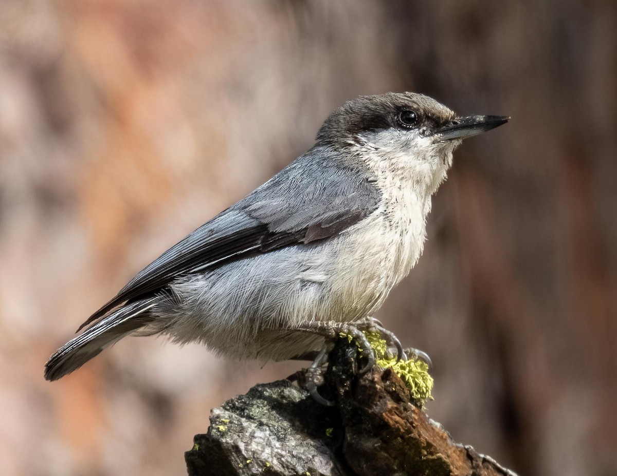Pygmy Nuthatch - ML638262758