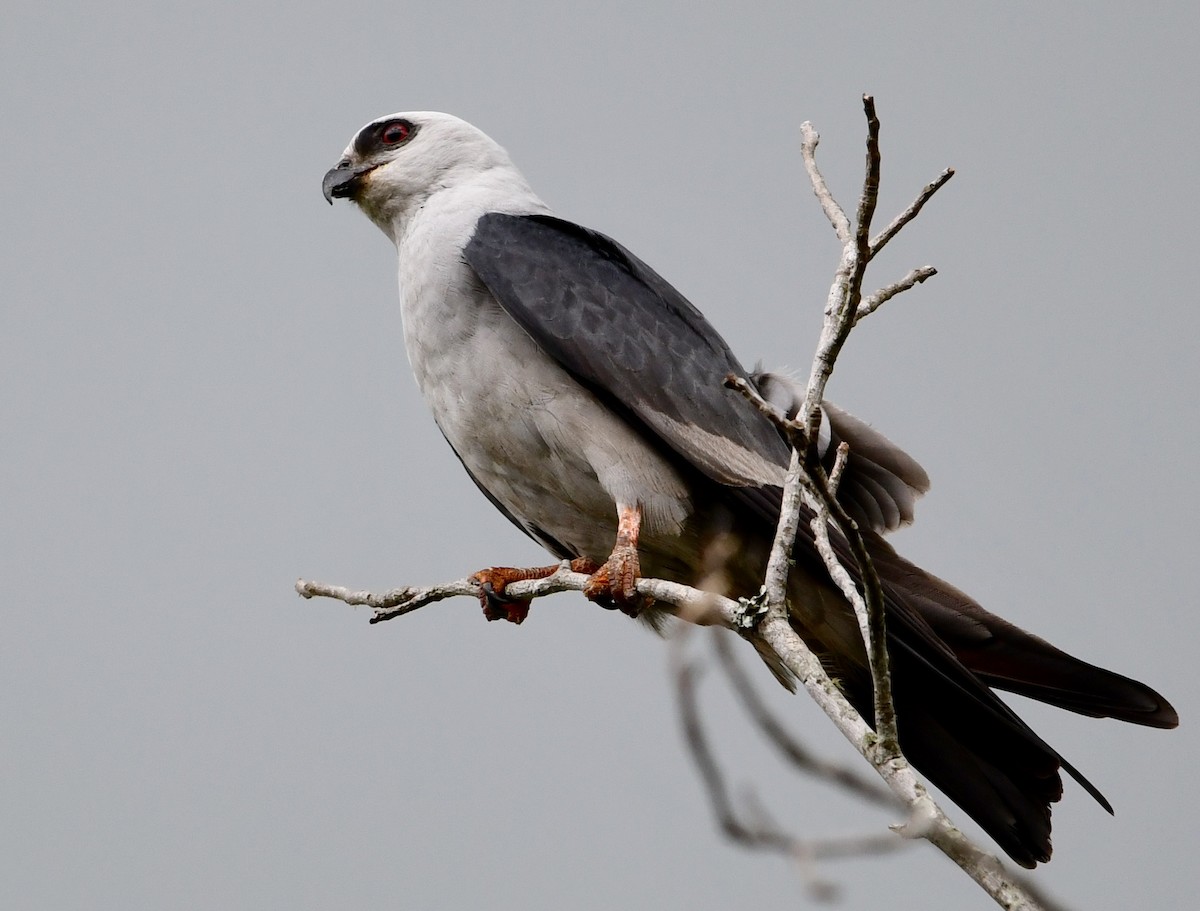 Mississippi Kite - ML638262766