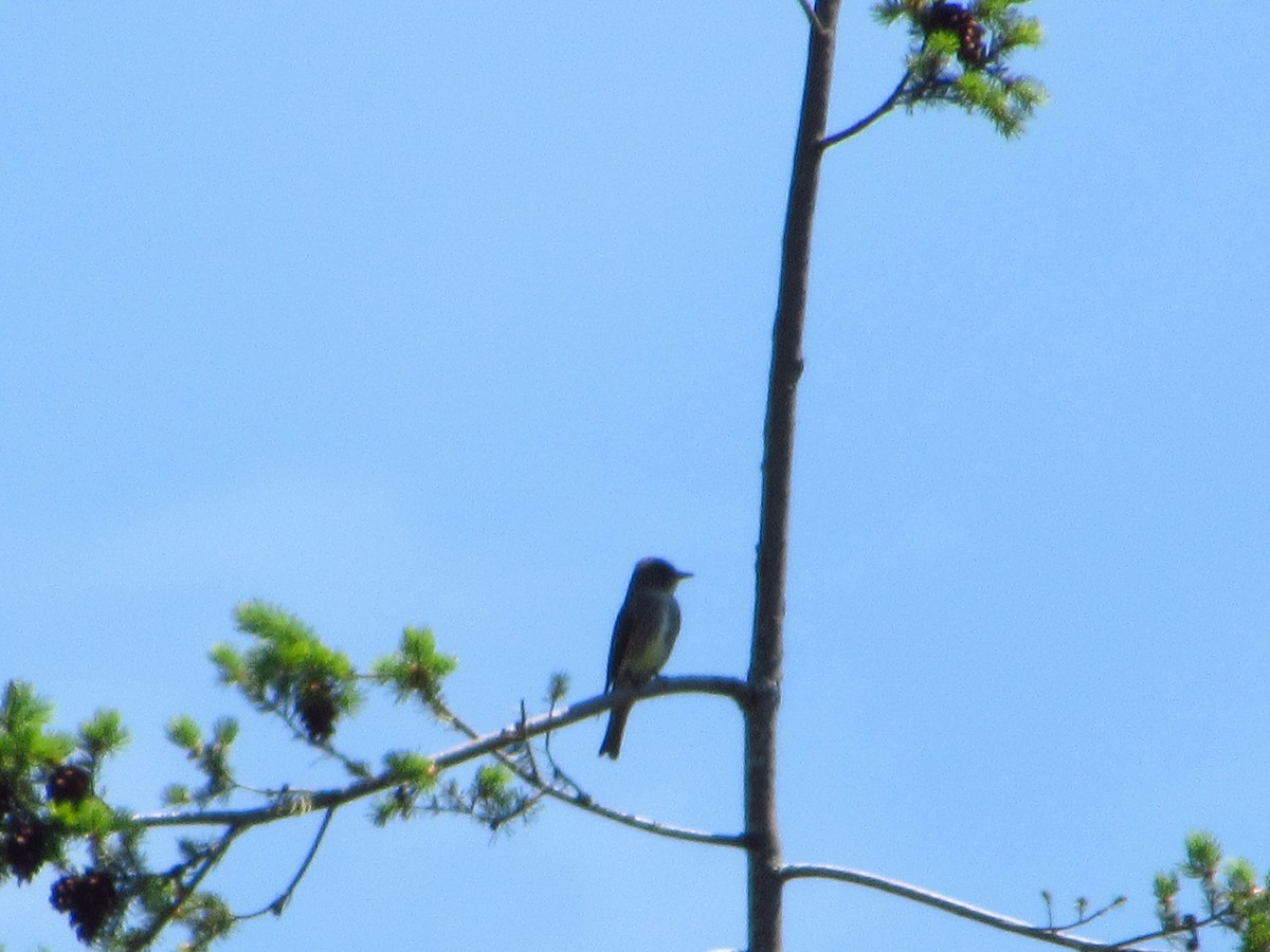 Olive-sided Flycatcher - ML638262768