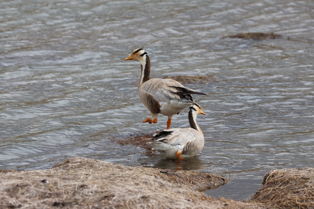 Bar-headed Goose - ML638262773