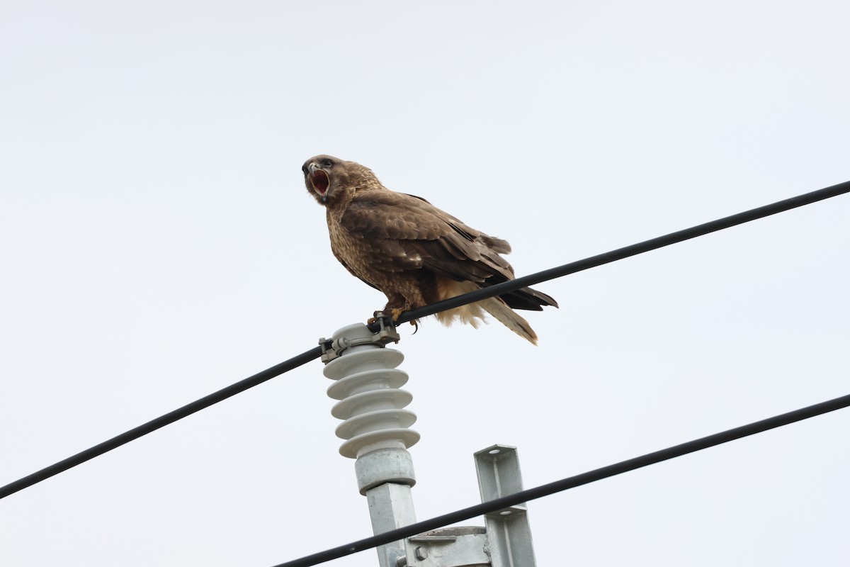 Upland Buzzard - ML638262781