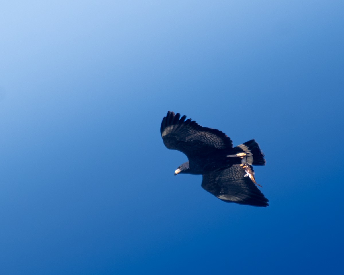 Krabbenbussard - ML638262784