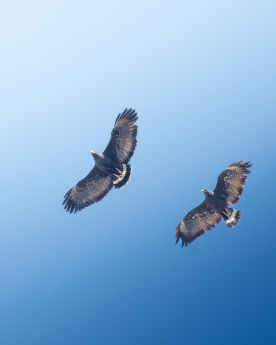 Krabbenbussard - ML638262785