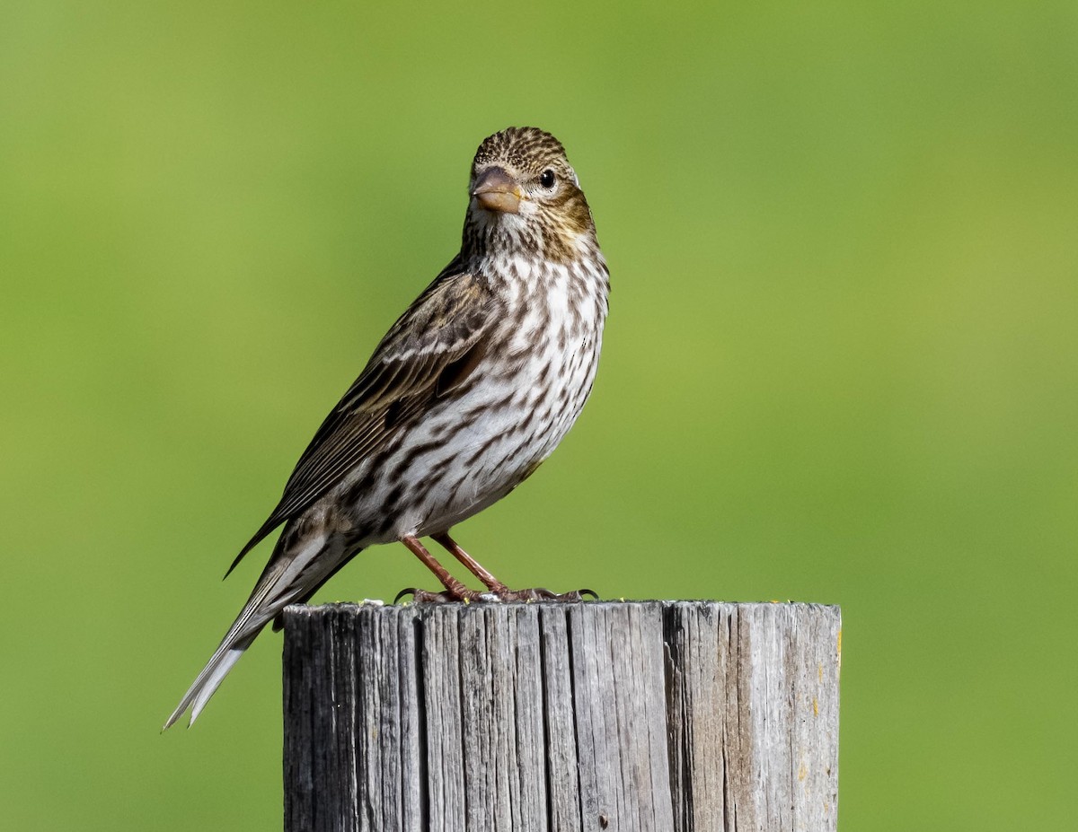 Cassin's Finch - ML638262798