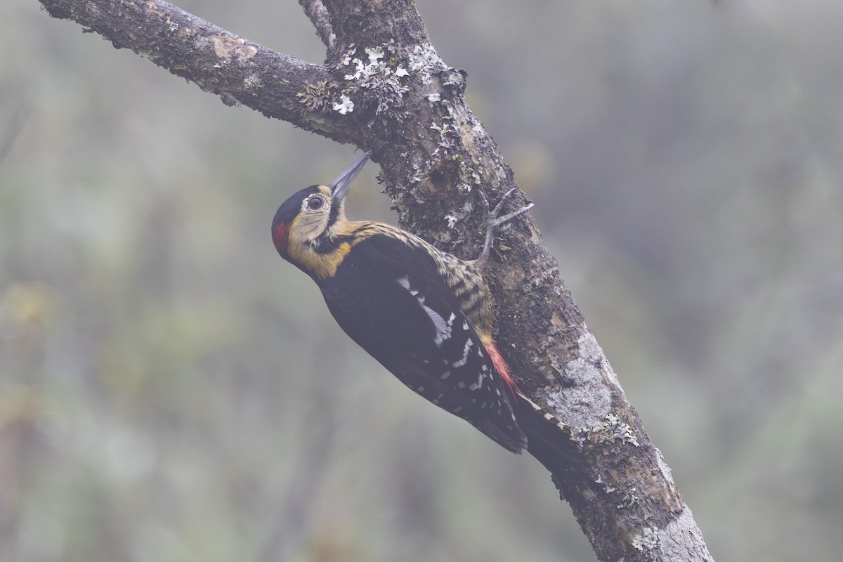 Darjeeling Woodpecker - ML638262803